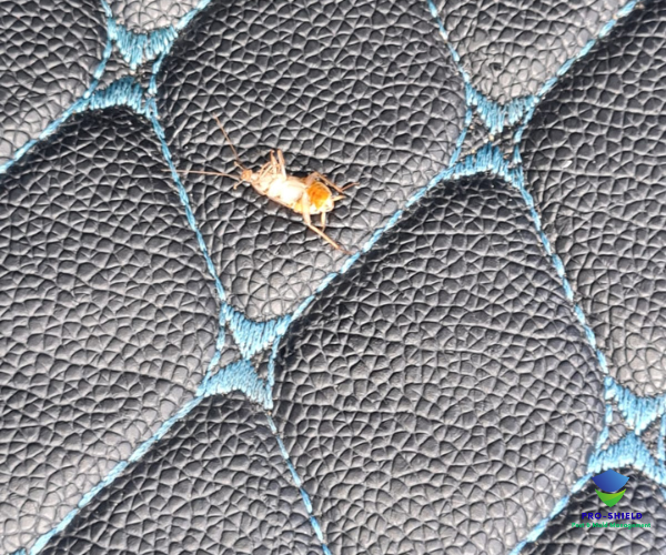 Cockroach found on quilted leather car seat — before fumigation
