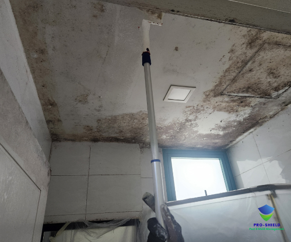 Severe mould on an HDB bathroom ceiling, mid-treatment with extension squeegee